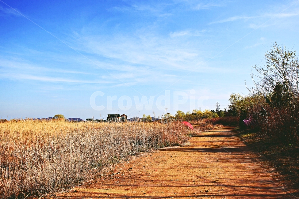 갈대,생태공원,빨강우산,갈대숲길,풍경,자연,배경,가을,계절,fall,autumn,season,ground,바닥