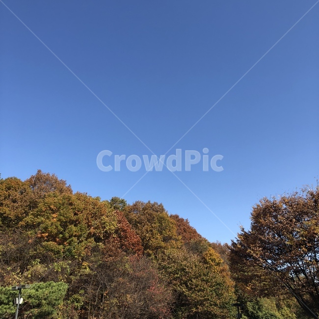 tree,나무,가을,식물,단풍,가을,계절,fall,autumn,season