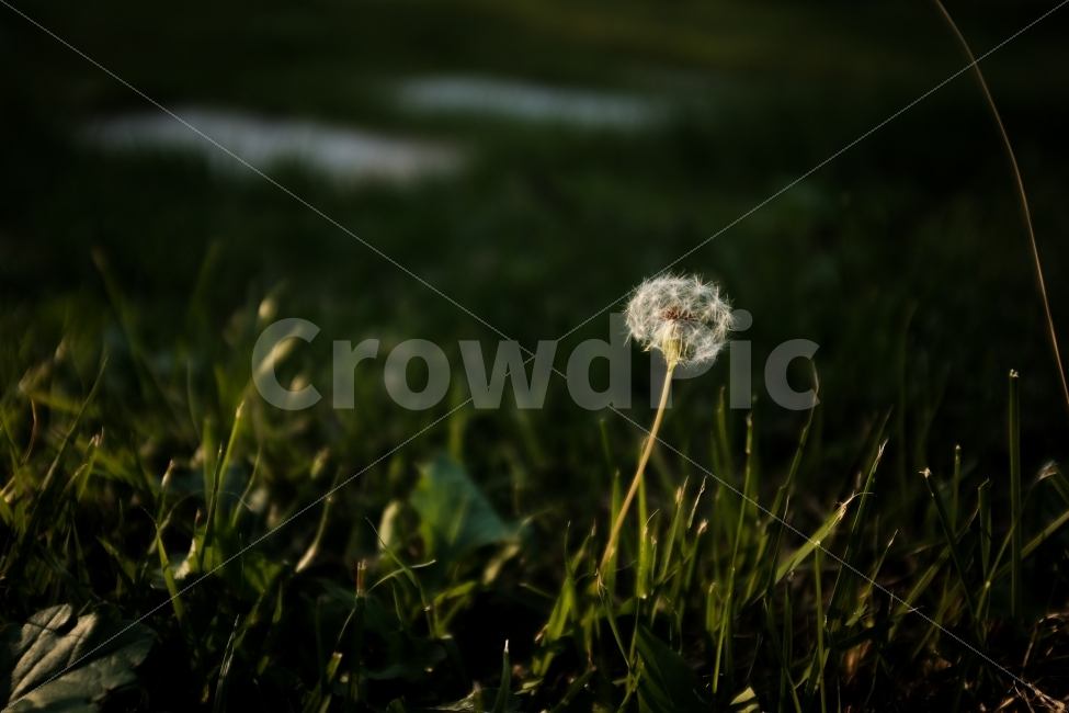감성사진,꽃,민들레,flower,저녁감성,식물,자연,plants,nature,꽃,flower,감성,sensible,feeling