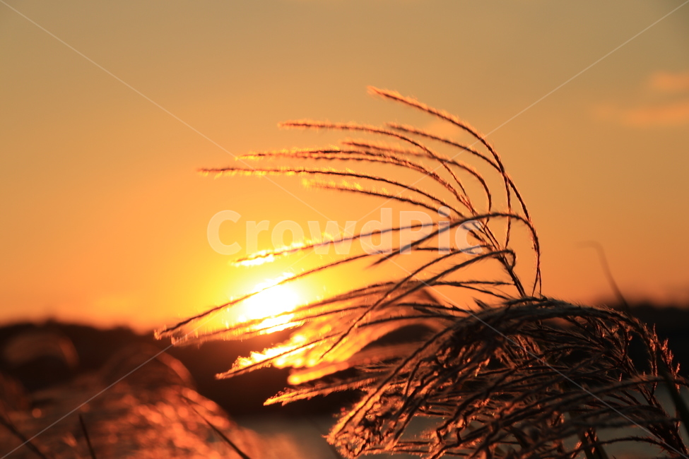 석양,갈대,억새,sunset,reed,가을,계절,fall,autumn,season,nature,자연,outdoors,옥외,grass,잔디,plant,식물