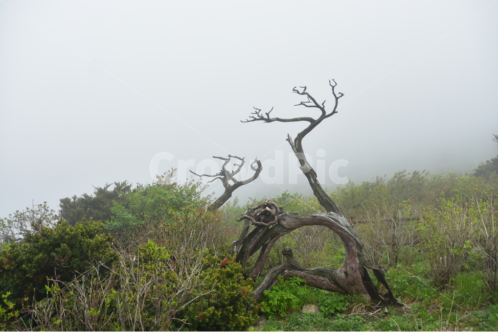 태백산,주목,풍경,자연,국립공원,명산,신비로운,경이로운,아름다운,다큐,필,힐링,landscape,season,nature,비경,경치,운해,자연,풍경,nature,landscape,식물,plants,나무,trees,wood