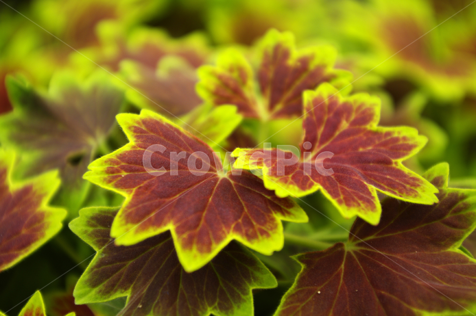식물,plant,단풍제라늄,잎,color,식물,자연,plants,nature,꽃,flower
