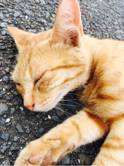 cat,고양이,애완동물,animal,pet,mammal,동물