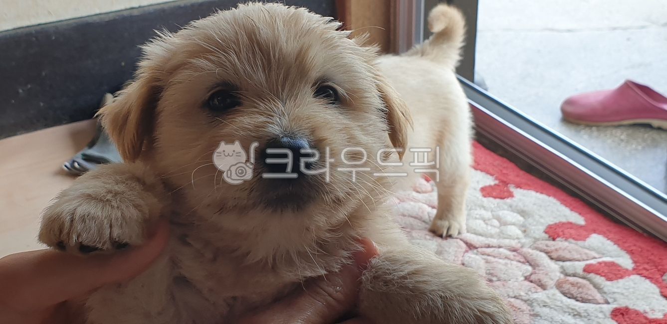 개,시골,시골개,강아지,시골강아지,시고르자브종,시골풍경,dog,puppy,countryside,시골잡종,똥개,잡종,잡종강아지,귀여운,귀여운강아지