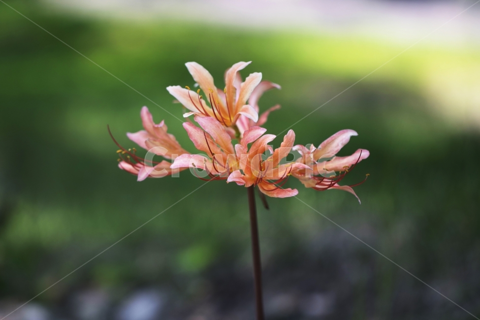 상사화,꽃무릇,석산,식물,꽃,사진,단독사진,디자인,소스,포토,사진자료,배경,배경사진,백그라운드,한국,동양,아시아,풍경,자연,환경,실외,낮,아침,봉오리,꽃봉오리,잎,꽃잎,7월,8월,9월,여름꽃,꽃밭,아웃포커스,접사,근접,여름,녹색,야외,식물,자연,plants,nature,꽃,flower