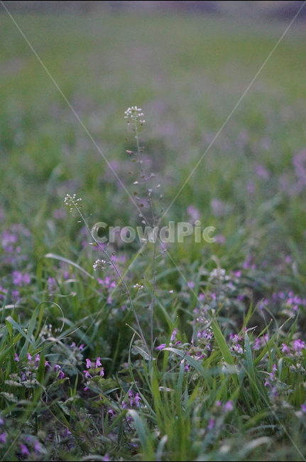 냉이꽃,흰색,풀밭,봄,저녁,식물,자연,plants,nature,꽃,flower