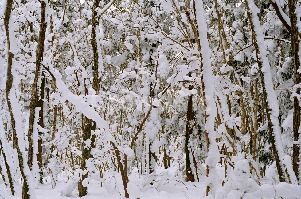 필름사진,제주도,한라산,눈,겨울,겨울,계절,winter,season,식물,자연,plants,nature,나무,trees,wood
