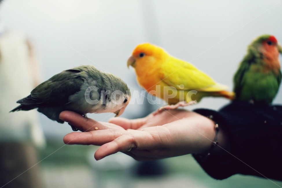 새,동물,조류,앵무새,동물원,자연,동물,animal,조류,새,birds,사람,인물,인간,human,person,신체일부,몸,body