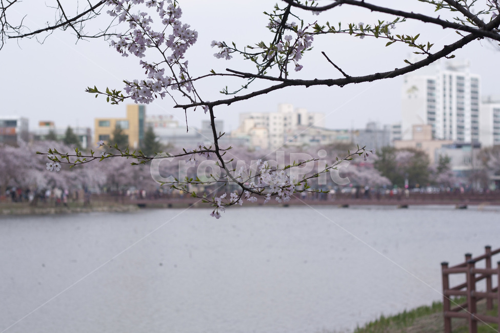 plant,식물,flower,벚꽃,blossom,cherryblossom,꽃,식물,자연,plants,nature,꽃,flower