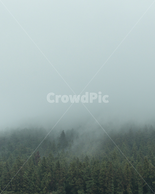 자연,안개,구름,제주도,비,산,숲,자연,풍경,nature,landscape,weather,날씨,outdoors,옥외