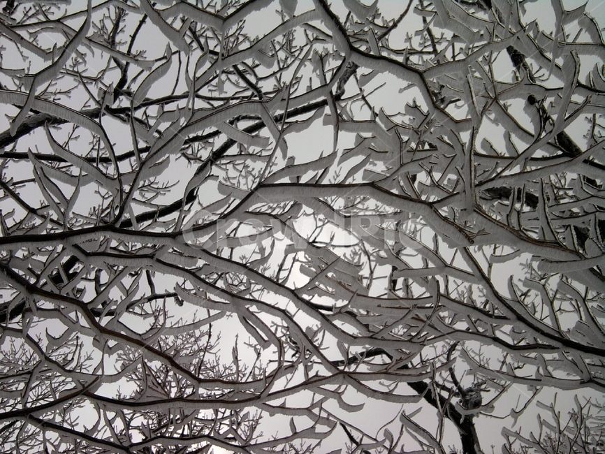 자연,눈,산,나무,설경