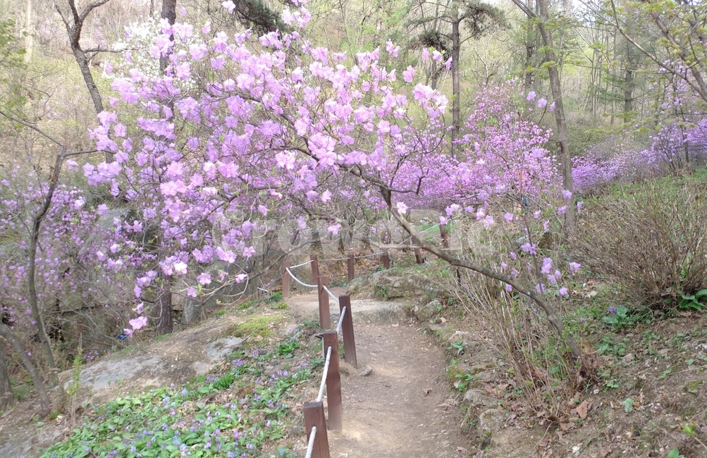 풍경,자연,꽃,나무,식물,자연,풍경,nature,landscape,plant,blossom,flower