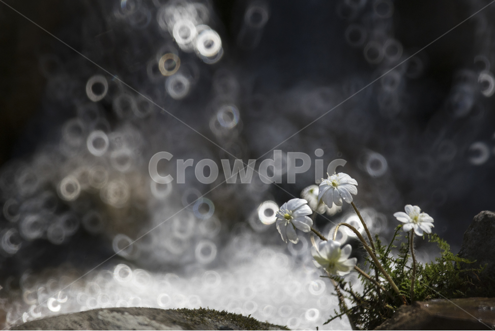 spring flowers,wildflowers,bokeh,hepatica,white hepatica