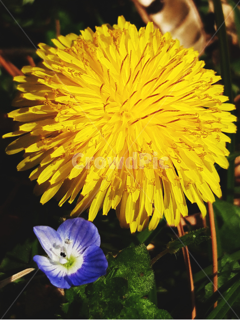 plant,식물,blossom,꽃,flower,민들레