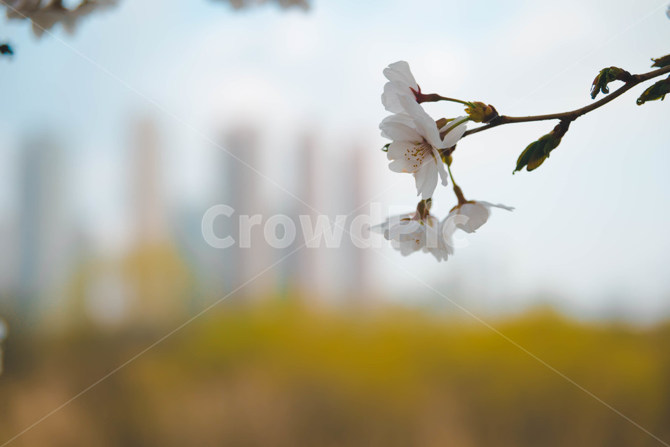 봄,벚꽃,봄꽃,꽃잎,flower,blossom,cheeryblossom