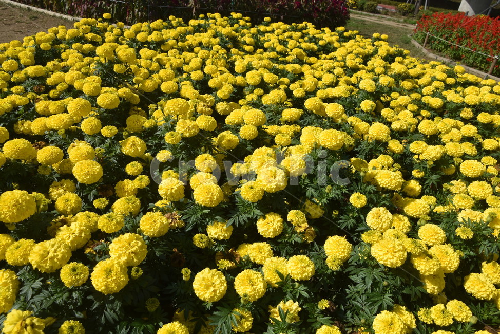 plant,꽃,flower,식물,메리골드,식물,자연,plants,nature,꽃,flower