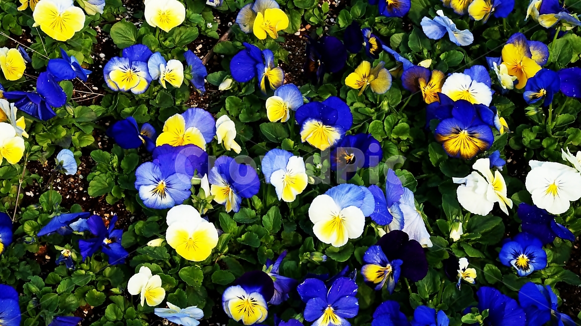 팬지,삼색제비꽃,꽃축제,꽃길,식물,야생화,식물,자연,plants,nature,꽃,flower