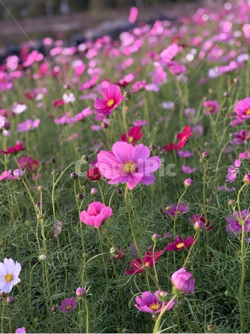 코스모스,꽃,가을,꽃밭,코스모스밭