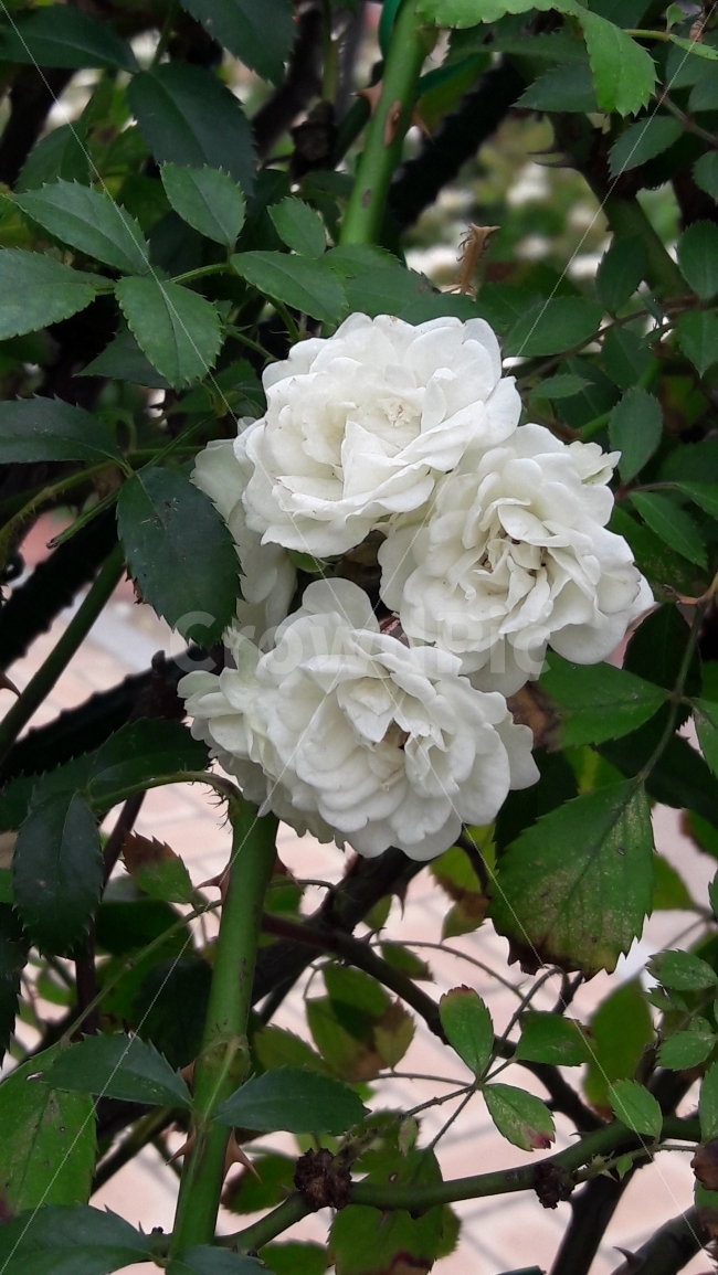 장미,꽃,가시,흰색,탐스럽다,식물,자연,plants,nature,꽃,flower