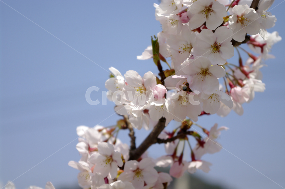 벚꽃,봄,flower,plant,식물,봄,계절,spring,season,식물,자연,plants,nature,꽃,flower,blossom