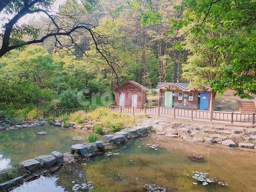 대전,자연,풍경,산속,숲