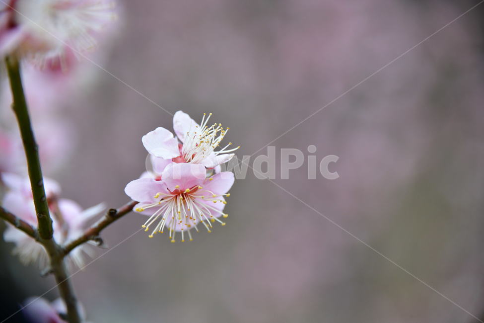 식물,plant,꽃,flower,봄
