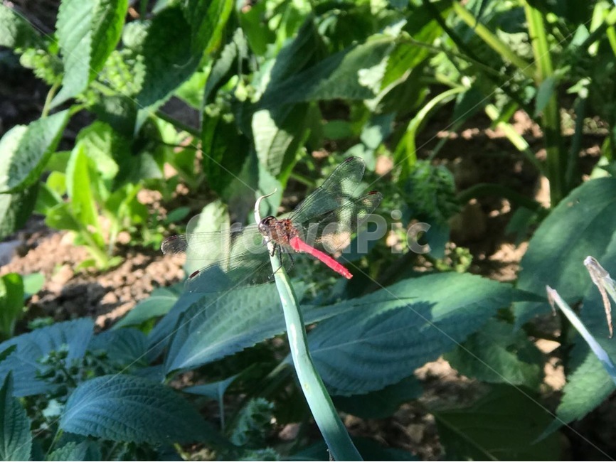 고추잠자리,동물,가을,잠자리,농촌,동물,animal,곤충,벌레,insect,bug
