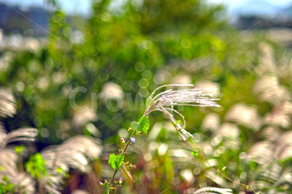 광주광역시,서창,억새,꽃,덩쿨,가을,계절,fall,autumn,season,식물,자연,plants,nature,감성,sensible,feeling,droplet,작은 물방울