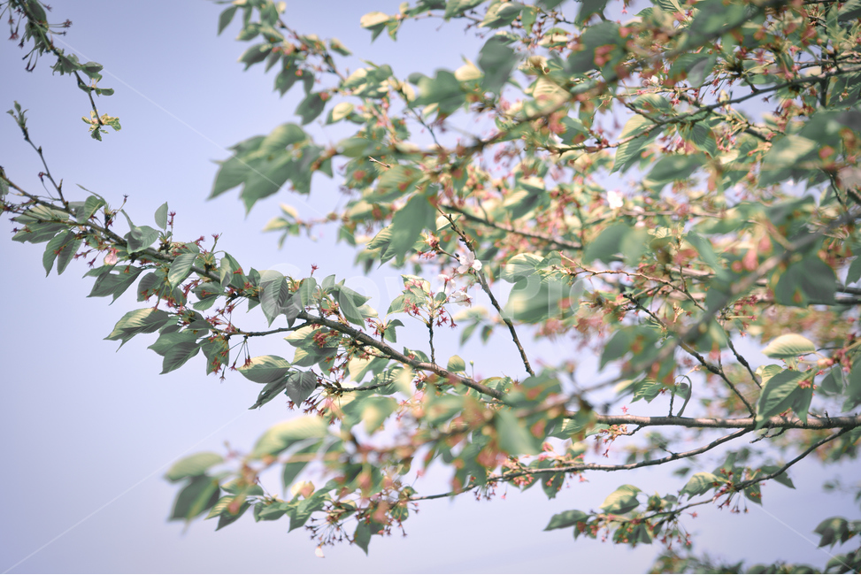 벚꽃,봄,늦봄,초여름,나무,꽃,식물,바람,산책,나들이,감성,cherryblossom,spring,summer,tree,flower,plant,wind,stroll,walk,emotional,초록,green,자연,nature,봄,계절,spring,season,식물,자연,plants,nature,꽃,flower,감성,sensible,feeling