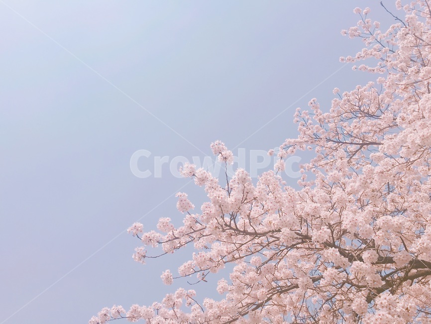 벚꽃,꽃,plant,식물,cherryblossom,봄,계절,spring,season