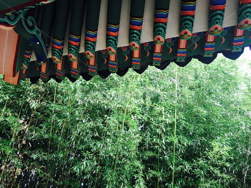 한옥,처마,단청,traditional,tree,푸른,green,나무,대나무,집,전통집,쓸쓸한,자연,nature