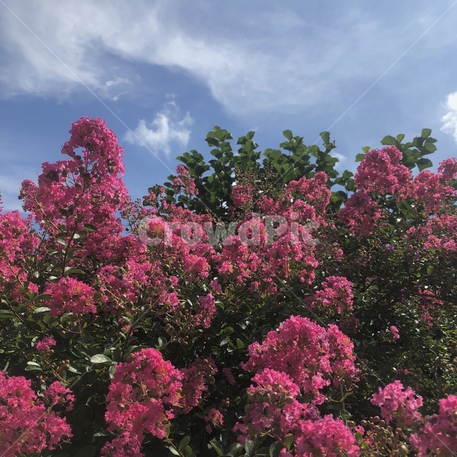 꽃,flower,자연,하늘,색감,감성,식물,자연,plants,nature,꽃,flower