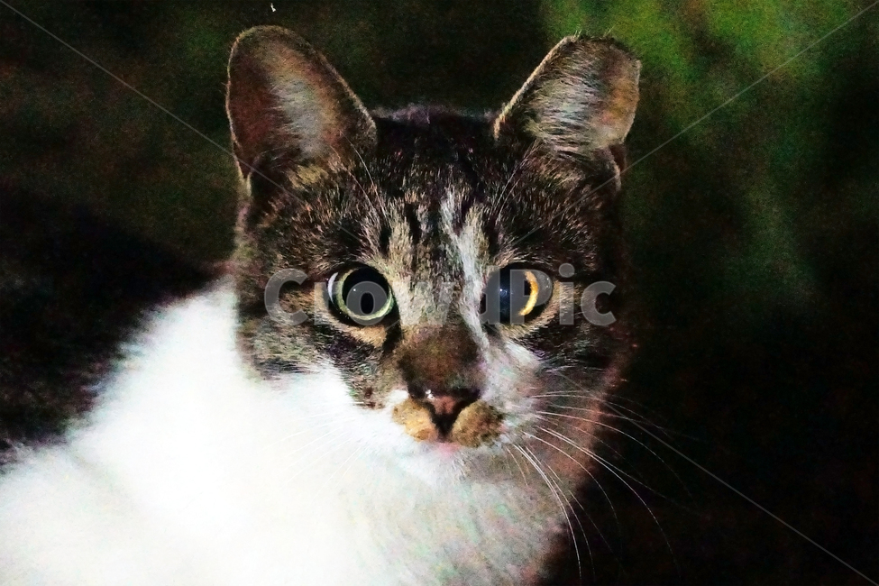 필름,필름사진,필름느낌,필름감성,고양이,길냥이,길고양이,반려묘,애완묘,반려동물,애완동물,펫,캣,삼백이,도둑고양이,떠돌이,관찰,응시,구경,animal,mammal,pet,cat