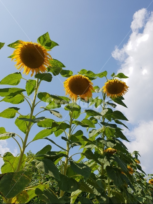 해바라기,해바라기씨,여름,하늘,자연,Sunflower,sunflowerseed,Summer,thebluesky,Nature