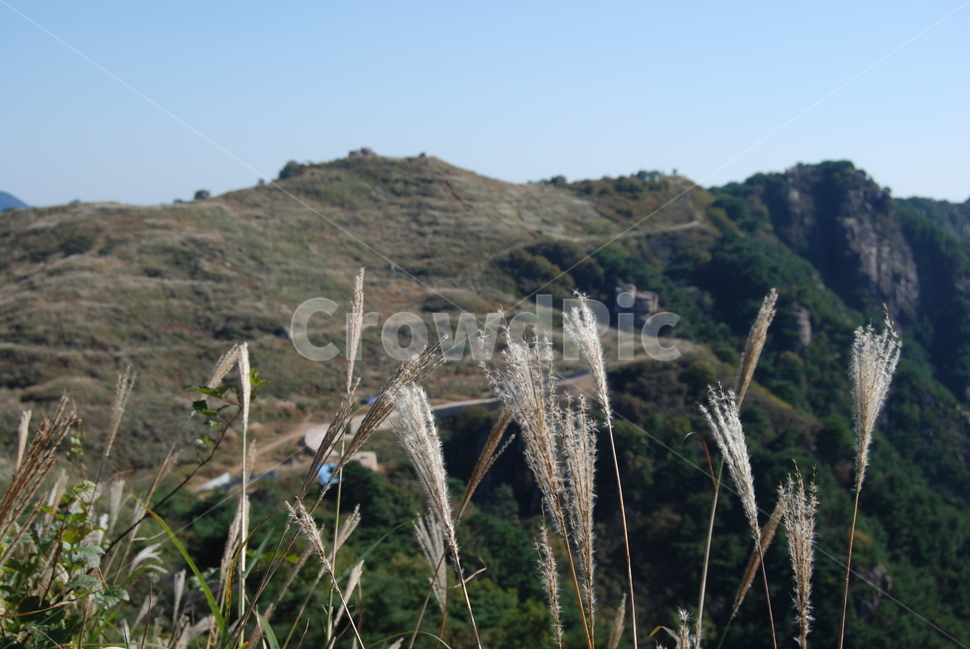 화왕산,산성,창녕,공원,가을,자연,풍경,nature,landscape,한국자연풍경,한국자연경관,korea nature landscape,plant,식물,grass,잔디
