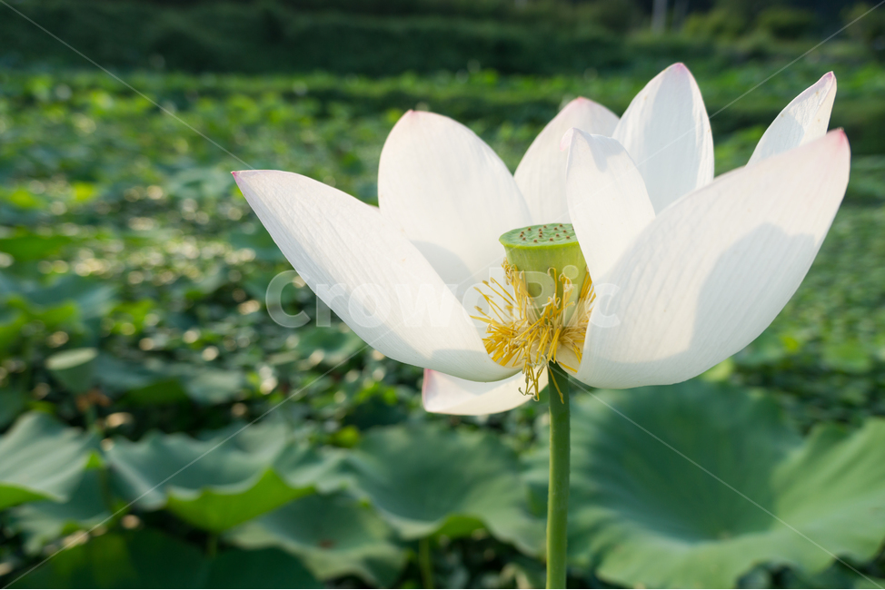 연꽃,꽃,연,식물,풀,줄기,잎,자연,식물,자연,plants,nature,꽃,flower