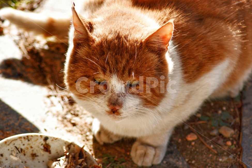 pet,animal,동물,고양이,길고양이,포유류,cat,동물,animal,포유류,mammal,고양이,cat,kitten,kitty