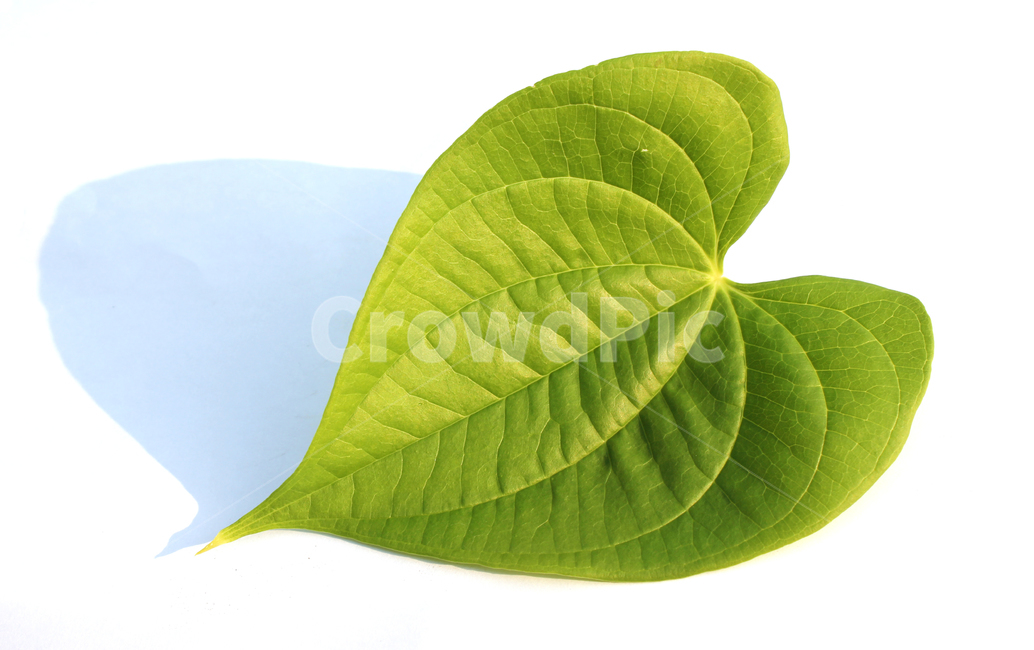 closeup,fresh,green,heart,heartshape,leaf,leaves,macro,natural,nature,plant,single,solo,sponge gourd,클로즈업,신선한,그린,녹색,하트,하트모양,모양,하트잎,잎,나뭇잎,잎사귀,자연,식물,수세미잎,흰배경,식물,자연,plants,nature,누끼,remove background