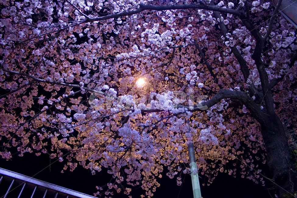 벚꽃,봄,밤,가로등,나무,봄,계절,spring,season,야경,밤,풍경,nightscape,night,landscape,식물,자연,plants,nature,꽃,flower,나무,trees,wood,plant,cherry blossom,blossom