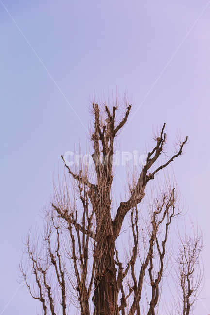 통곡의미루나무,나무,나뭇가지,고목,tree,식물,자연,plants,nature,나무,trees,wood