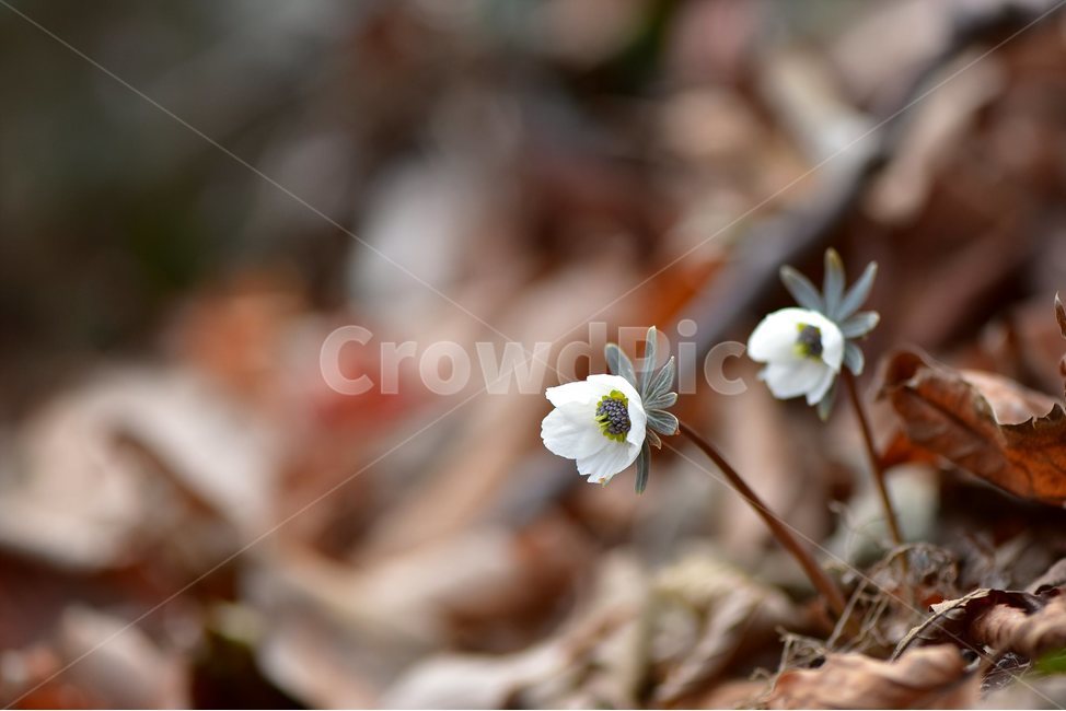 변산바람꽃,2018년,2월,야생화,꽃,생태,식물,자연,들꽃,산꽃,봄,감성,힐링,플라워,계절,시즌,wild,Flower,plants,nature,spring,season,배경,나무,목본,풀,초본,미나리아재비과,너도바람꽃속,flower,생태사진,봄꽃,거제도,봄,계절,spring,season,식물,자연,plants,nature,꽃,flower,plant