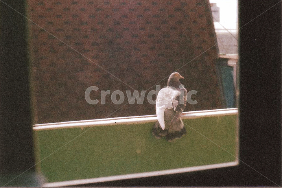 비둘기,동물,자연,새,조류,필카,필름카메라,필름,동물,animal,조류,새,birds