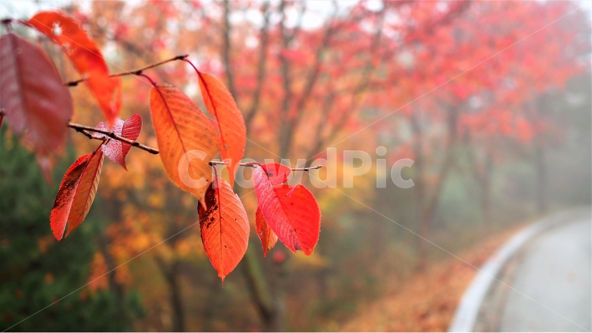 가을,낙엽,단풍,나뭇잎,주황색,식물,나무,쓸쓸한,leaf,nature,가을,계절,fall,autumn,season,식물,자연,plants,nature,veins,정맥,잎,plant