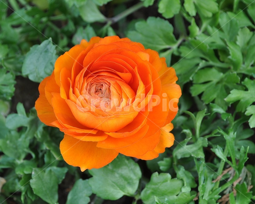 꽃,봄,자연,예쁜,플라워,flower,식물,자연,plants,nature,꽃,flower