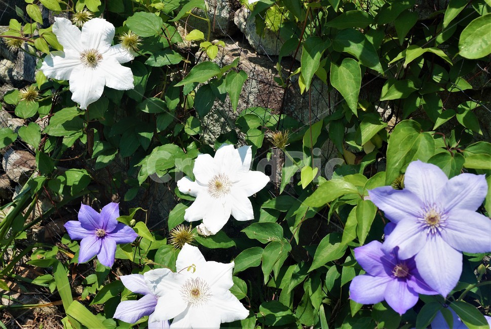 제라늄,꽃,보라색꽃,자연,식물,flower,nature,plant