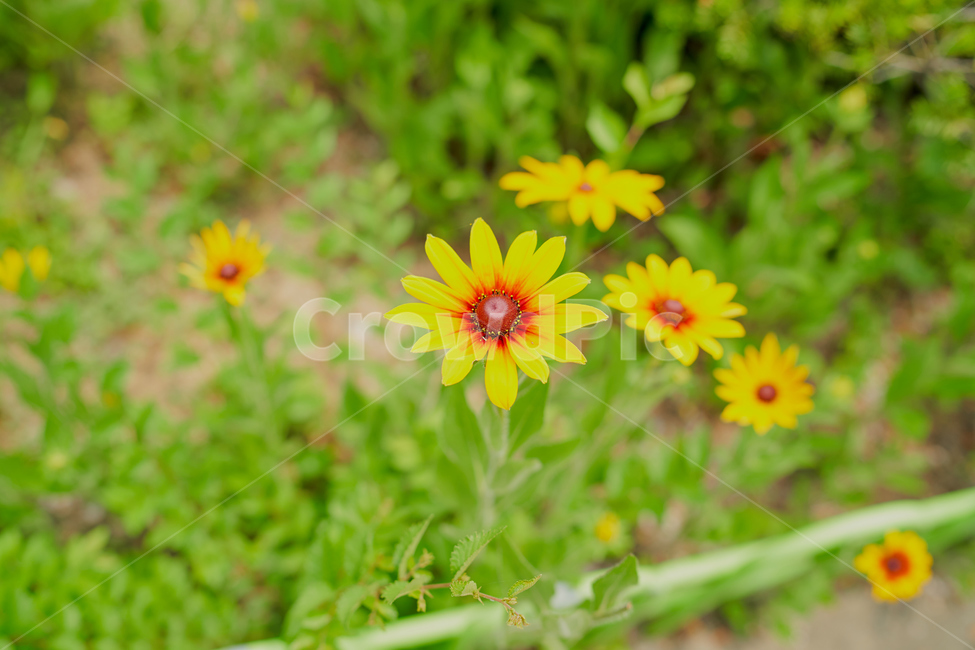 꽃,식물,여름,녹색,노랑,배경,휴식,식물,자연,plants,nature,꽃,flower