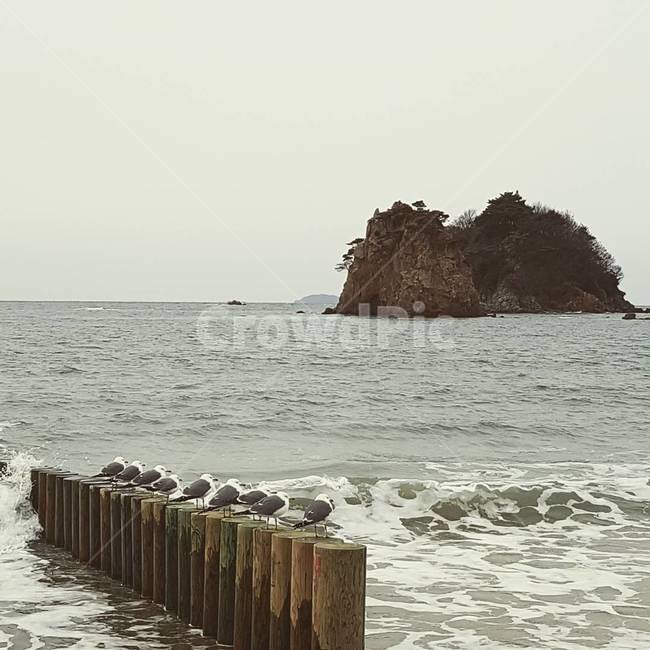 바다,갈매기,섬,새,겨울바다,자연,풍경,nature,landscape,동물,animal,조류,새,birds,water,물,sea,ocean,대양,outdoors,옥외,shoreline,해안선,land,땅,coast,연안