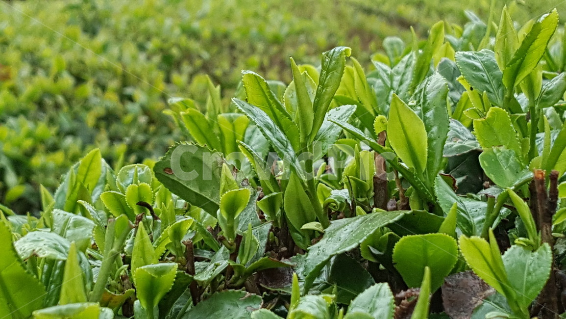 자연,식물,연두,새싹,봄,녹차,식물,자연,plants,nature