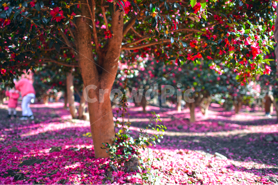 동백나무,식물,나무,동백꽃,flower,꽃잎,핑크,분홍색꽃,식물,자연,plants,nature,꽃,flower,나무,trees,wood