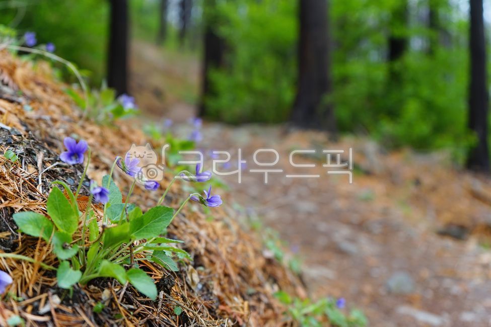 chick flower,longevity flower,violet,decoding function,early spring,late spring,flower,single herb,spring,lily flower,plant,ring flower,spring scenery,barbarian flower,Ssireum Flower
